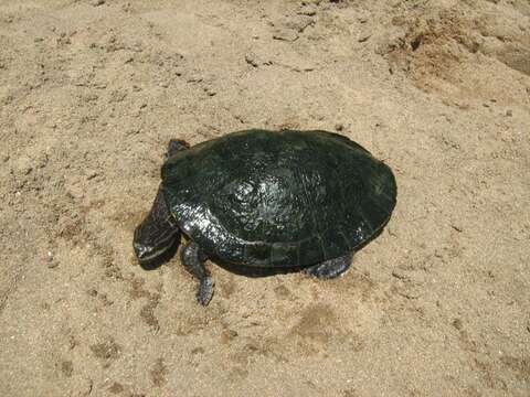 Image of William’s South-American Side-necked Turtle