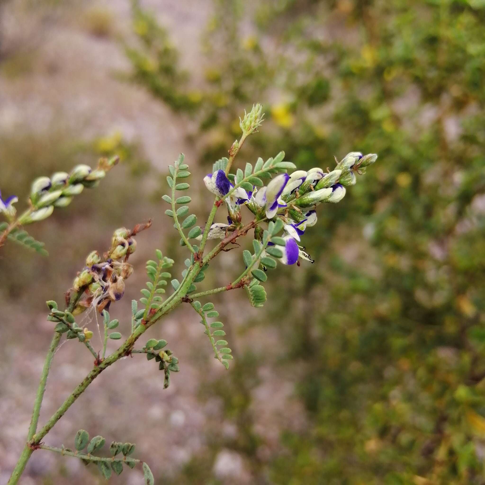 صورة Marina divaricata (Benth.) Barneby