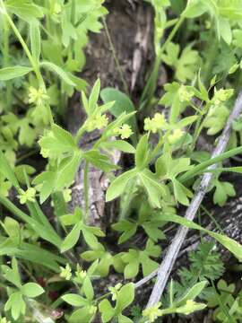 Image of delicate buttercup