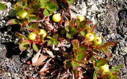 Image of Alpine bearberry