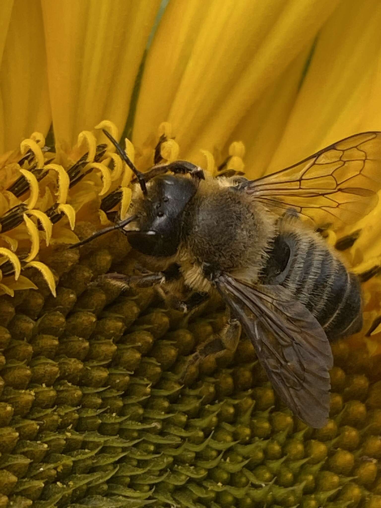 Image de Megachile versicolor Smith 1844