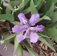 Image of wall iris