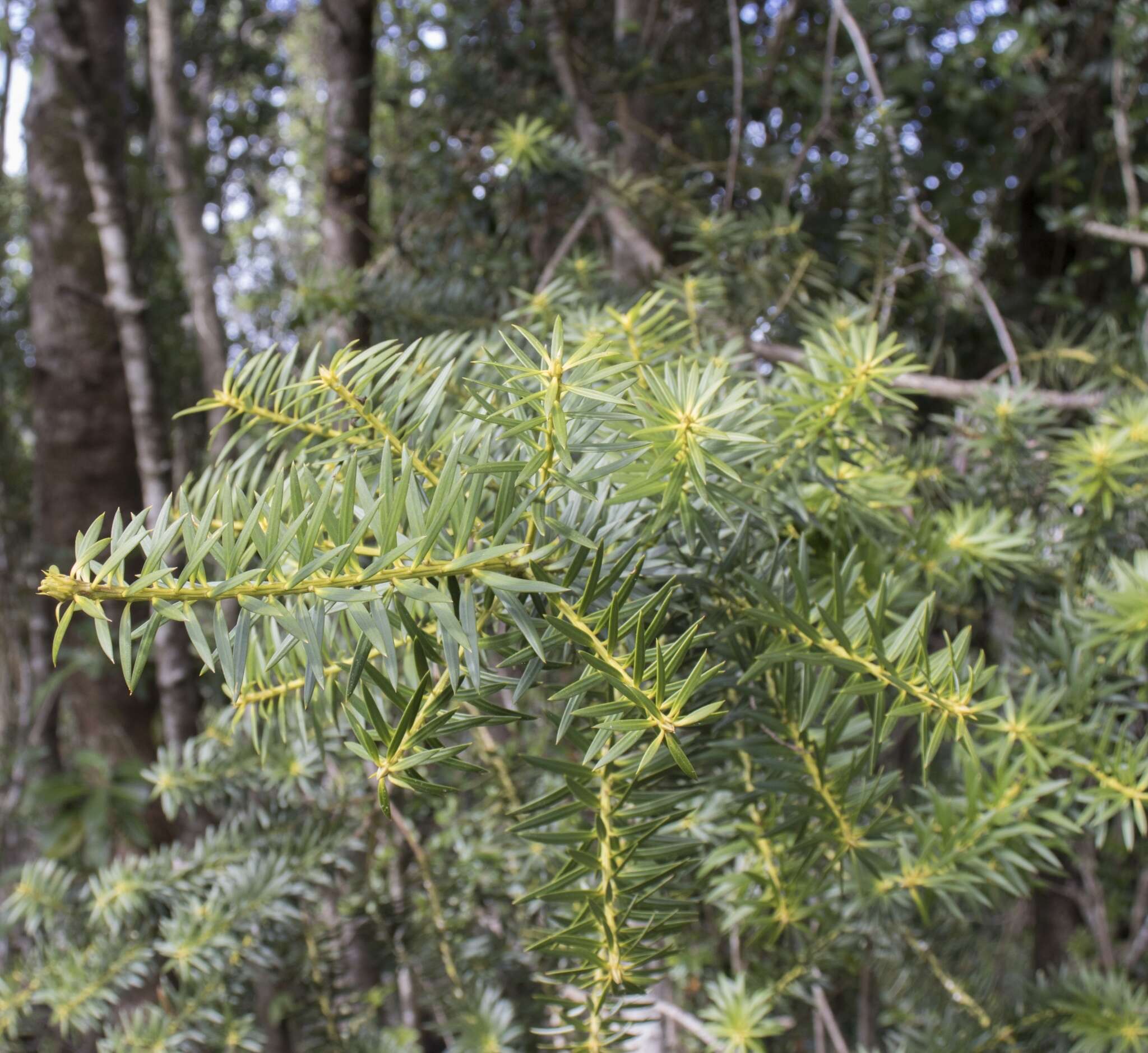 Image of Chilean podocarp