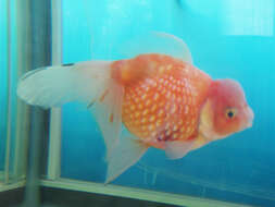 Image of Goldfish