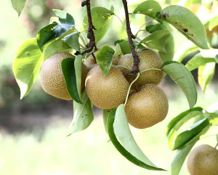 Image of Chinese pear