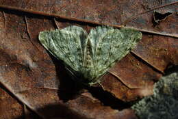 Image of pale brindled beauty