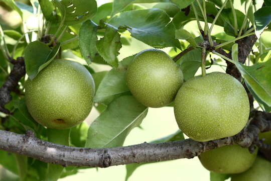 Plancia ëd Pyrus pyrifolia (Burm. fil.) Nakai