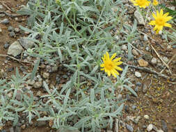 Image of hairyseed bahia