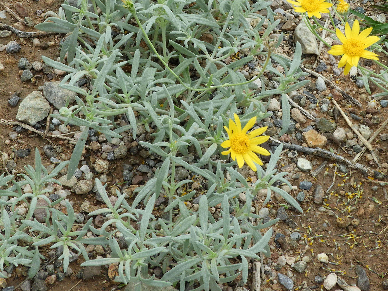 Image of hairyseed bahia