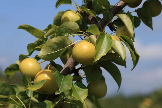 Plancia ëd Pyrus pyrifolia (Burm. fil.) Nakai