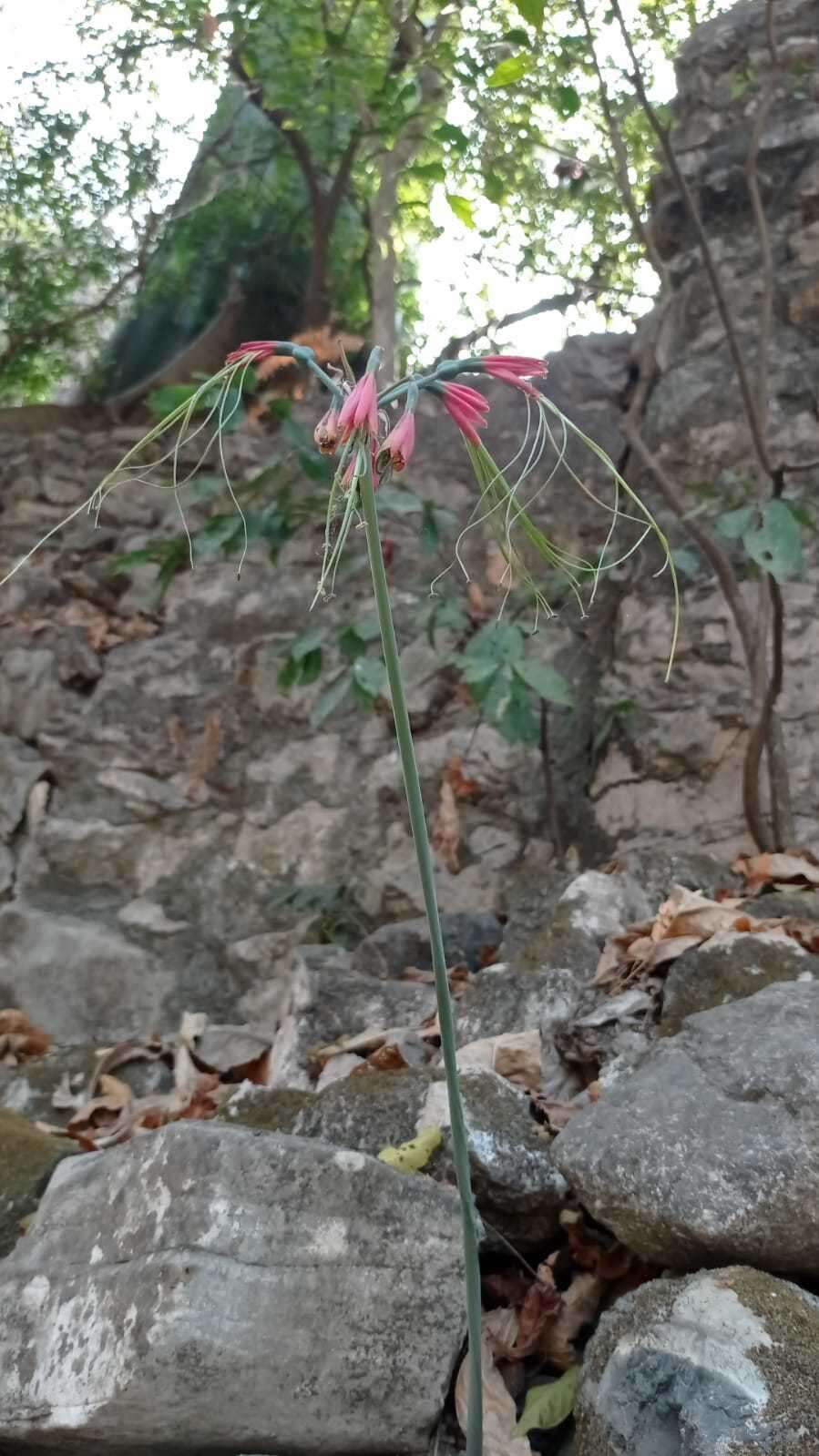 Image of Eucrosia eucrosioides (Herb.) Pax