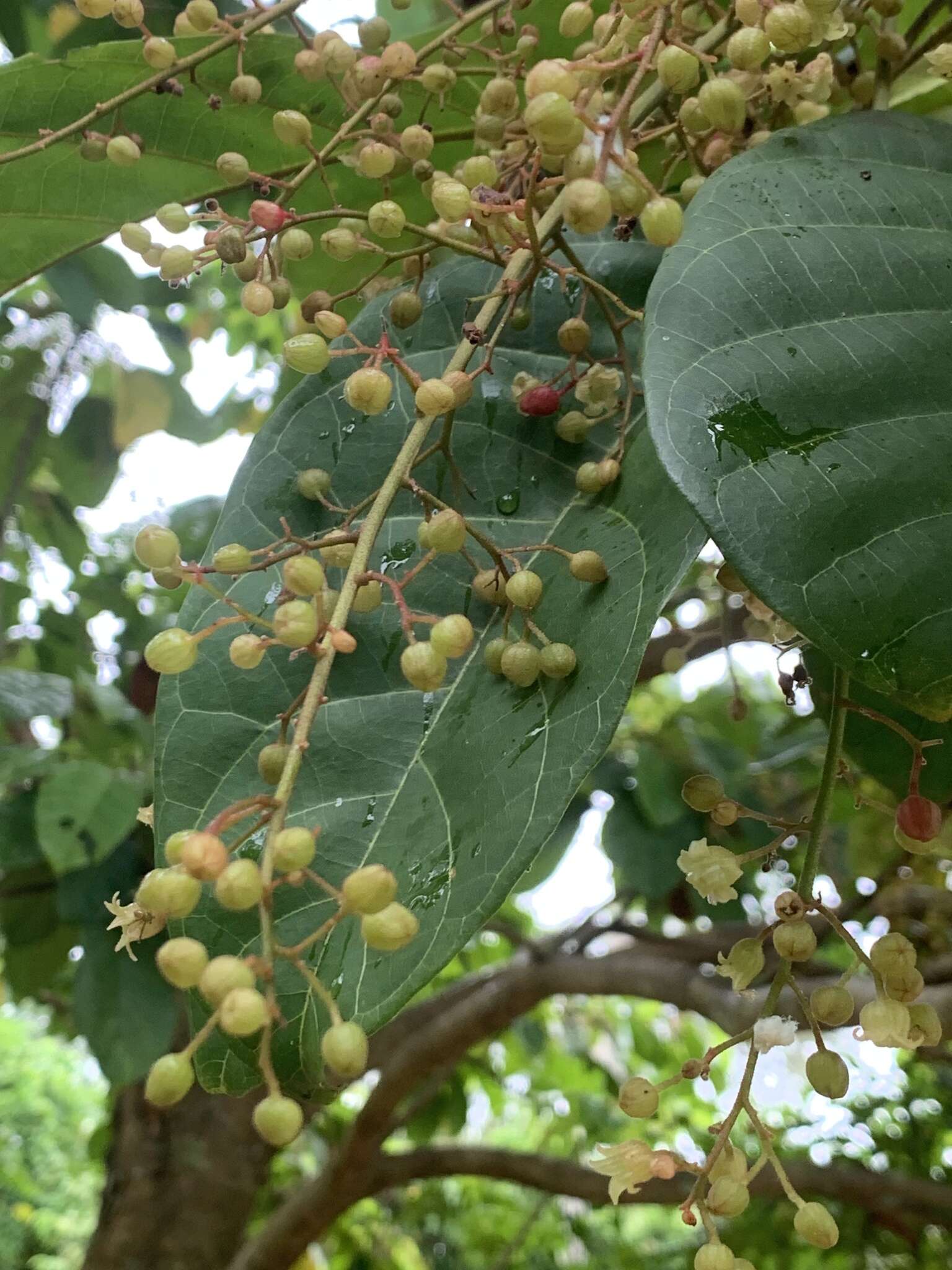 Sivun Sterculia parviflora Roxb. kuva