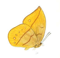 Image of Yellow Dryad