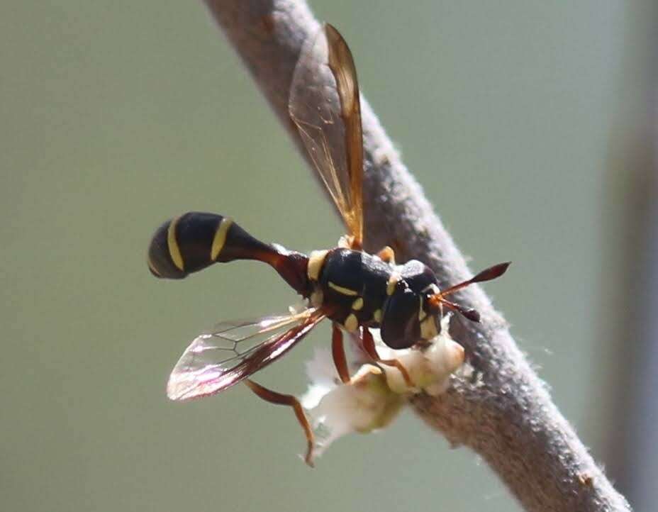 Imagem de Polybiomyia townsendi