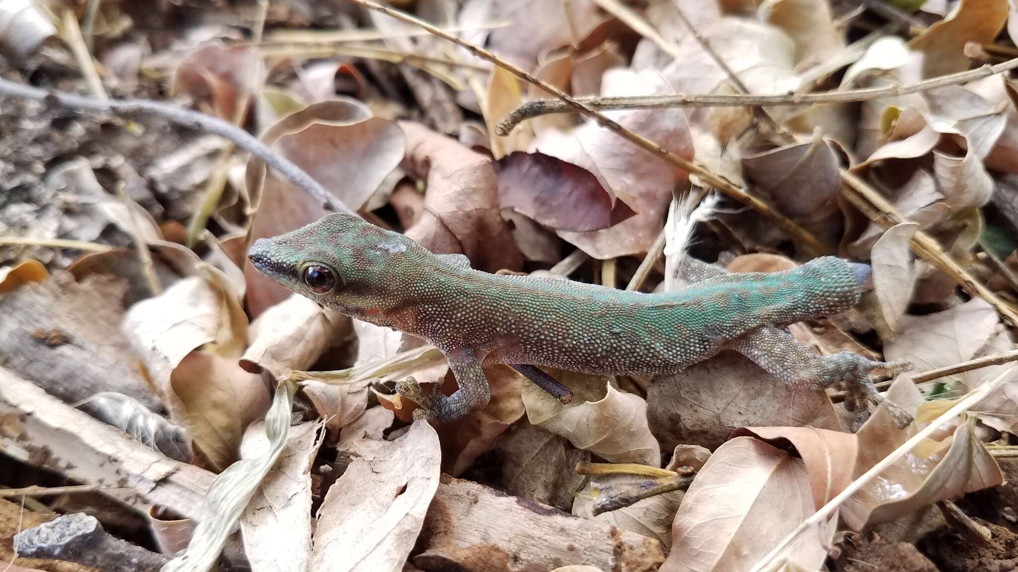 Plancia ëd Phelsuma abbotti Stejneger 1893