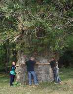 Image of Black Poplar