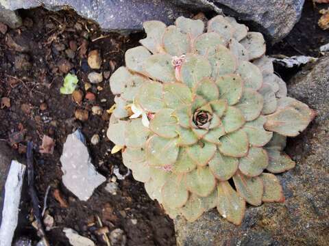 Image of Viola rosulata Poepp. & Endl.