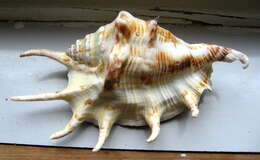 Image of Common Spider Conch