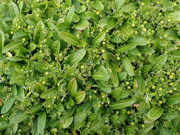 Rumex neglectus T. Kirk resmi