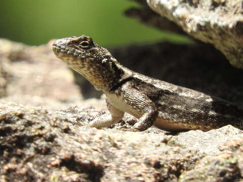 Image of Spiny lava lizard