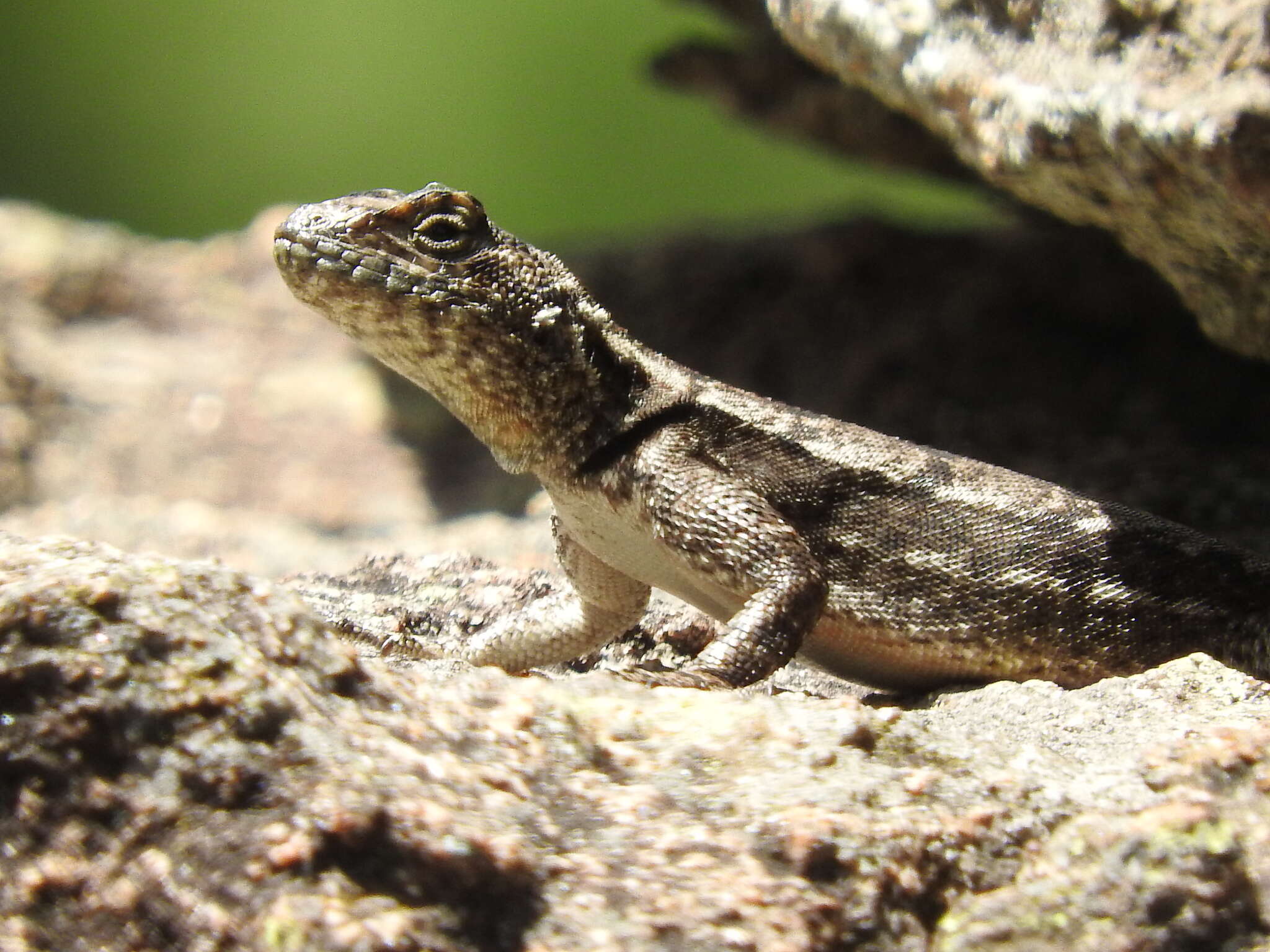 Image de Tropidurus spinulosus (Cope 1862)