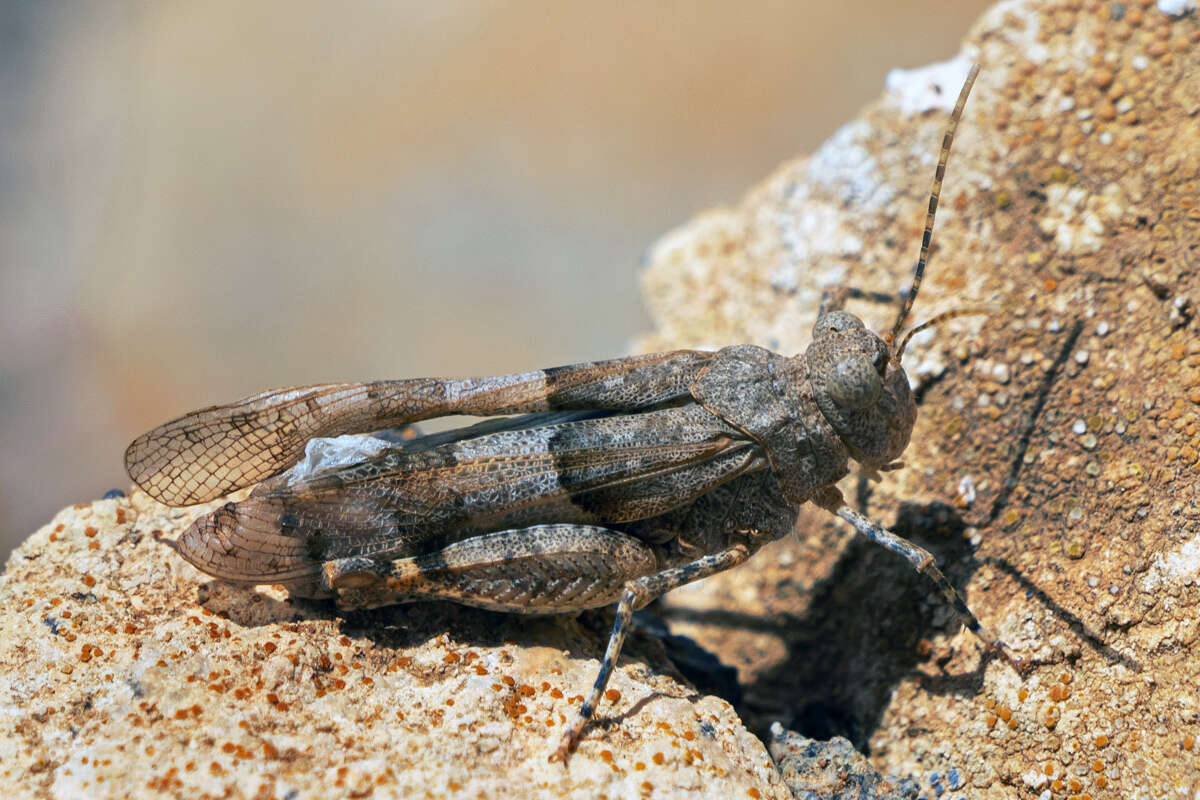 Imagem de Sphingonotus (Neosphingonotus) fuerteventurae Husemann 2008