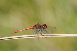 Image of Ruddy Darter