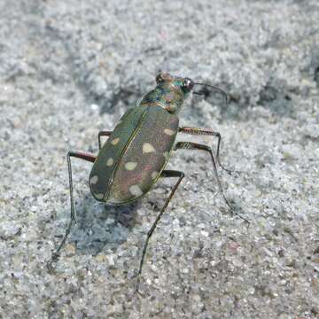 Image of Calomera littoralis fiorii