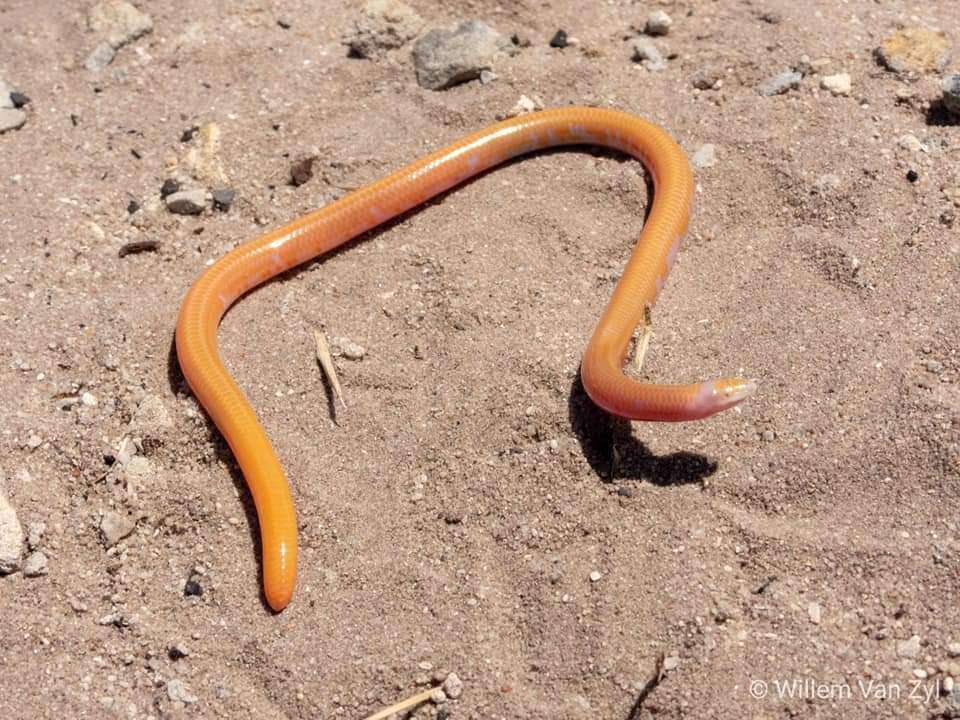 Image of Cuvier's Legless Skink