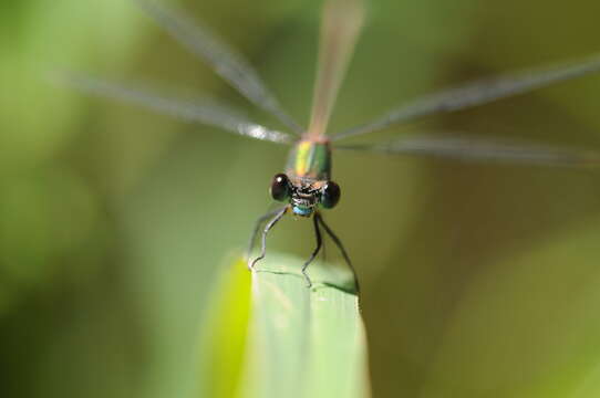 Image of Chalcolestes Kennedy 1920