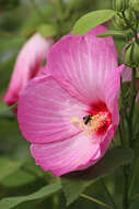 Image of crimsoneyed rosemallow