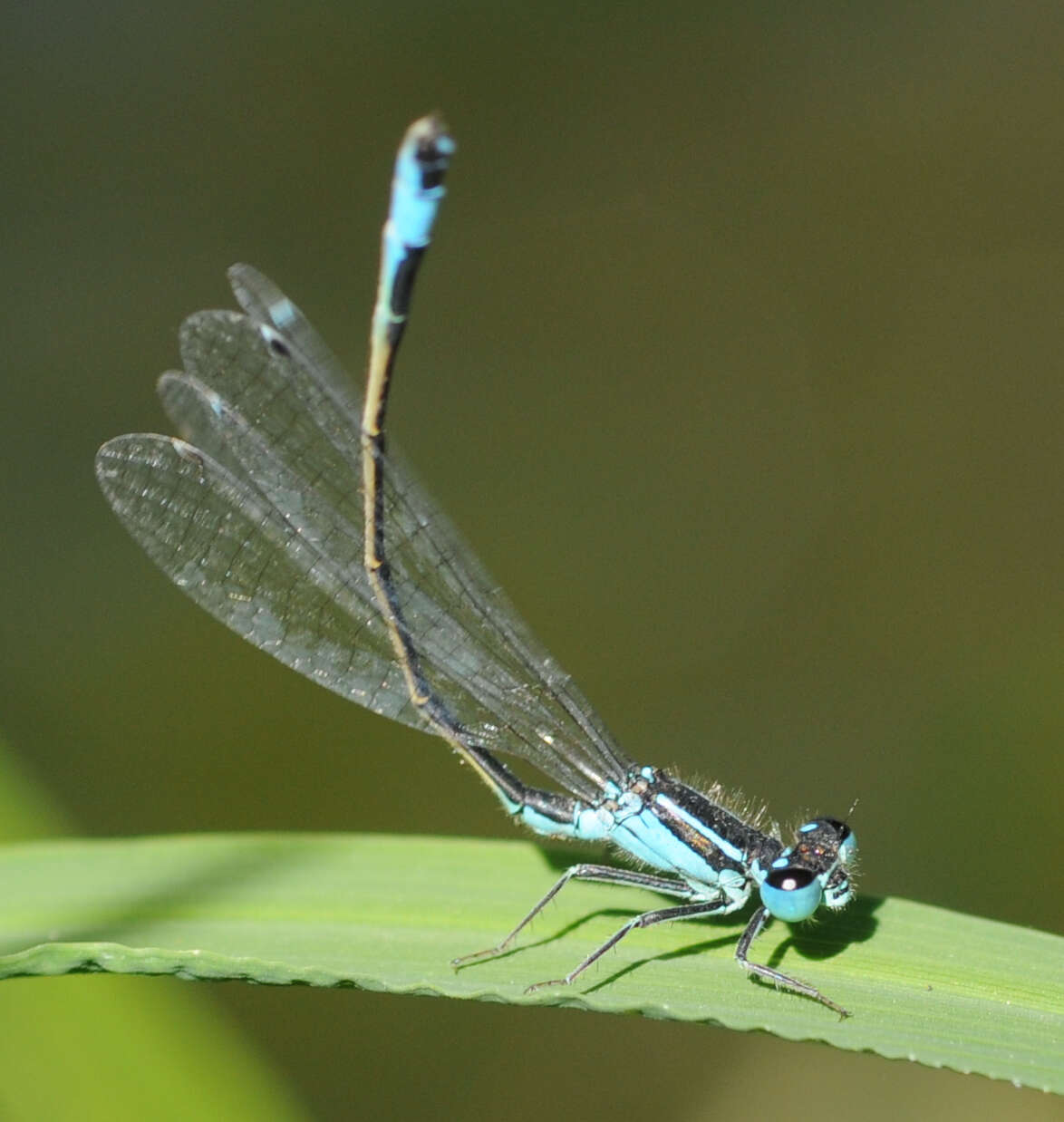 Imagem de Ischnura elegans (Vander Linden 1820)