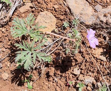 Image of Geranium libanoticum A. Schenk