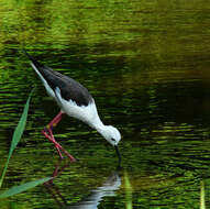 Image of Black-winged Stilt