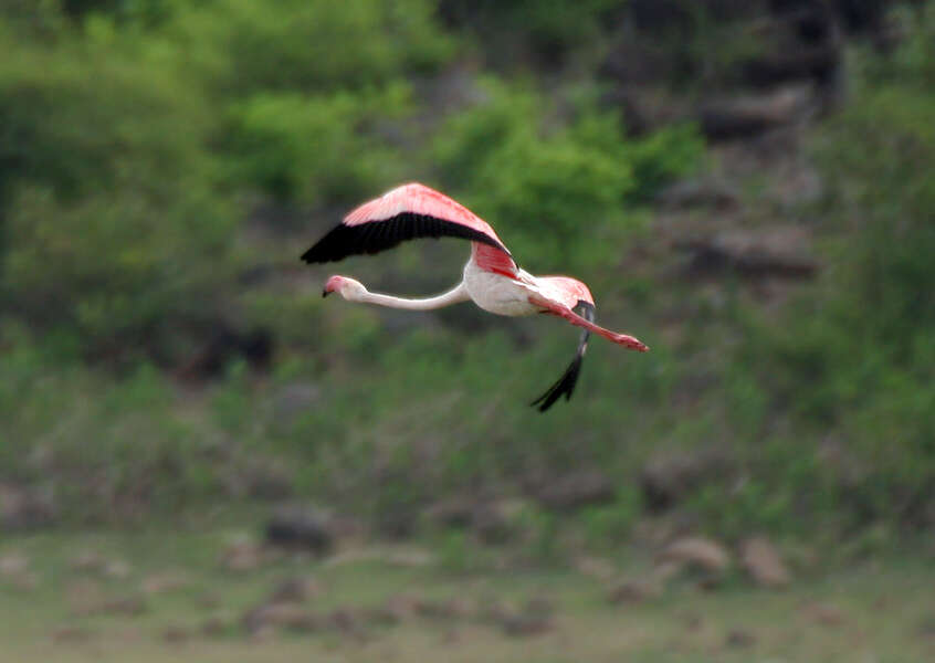 Imagem de Phoenicopterus roseus Pallas 1811