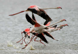 Imagem de Phoenicopterus roseus Pallas 1811