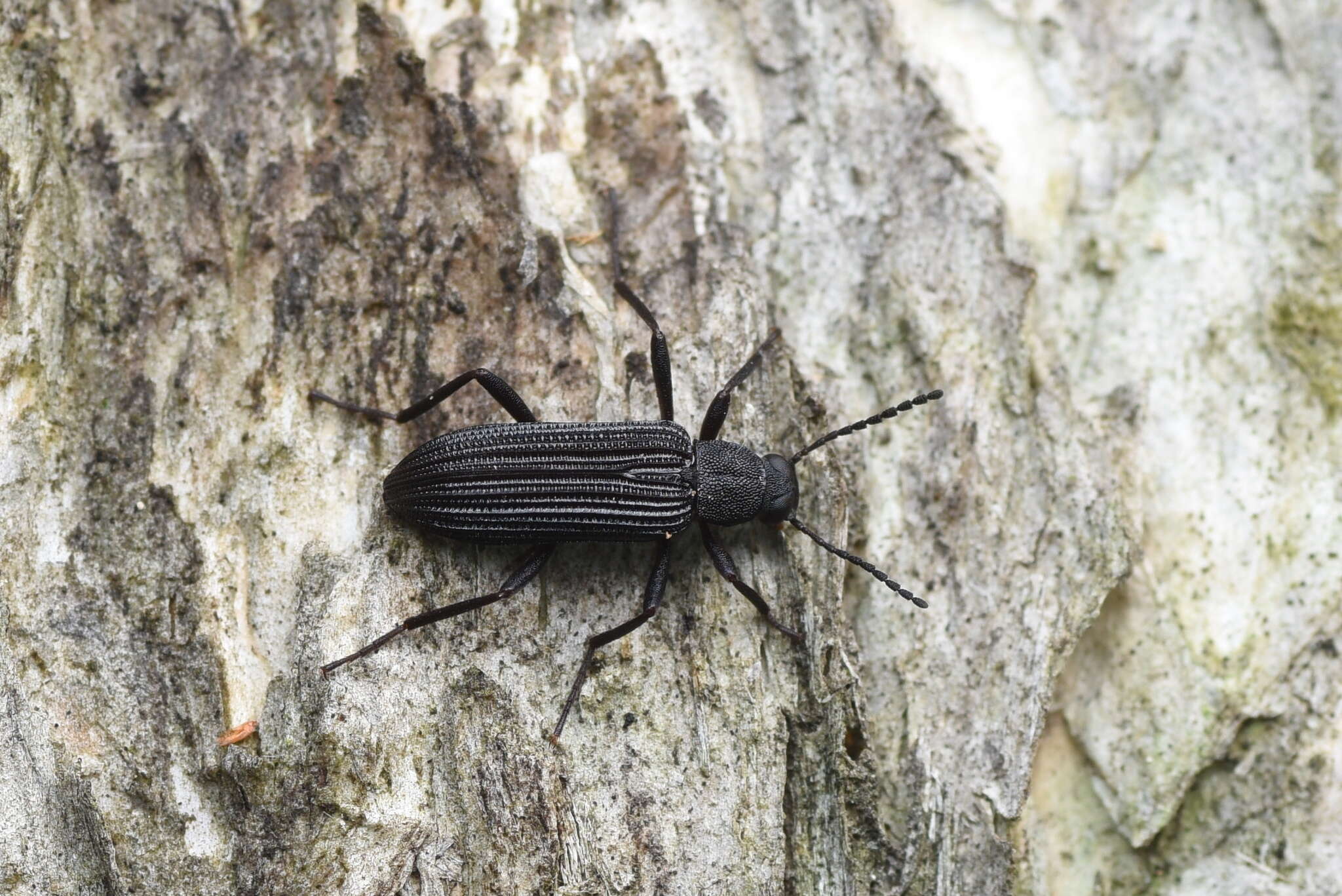 Image of Darkling beetle