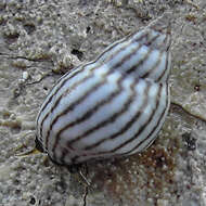 Image of zebra periwinkle