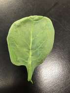 Image of spinach