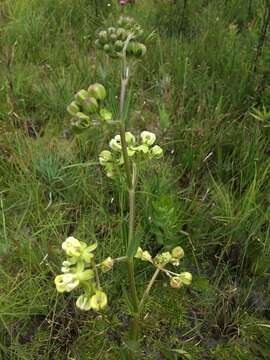 Image of Large-Flower Milkweed