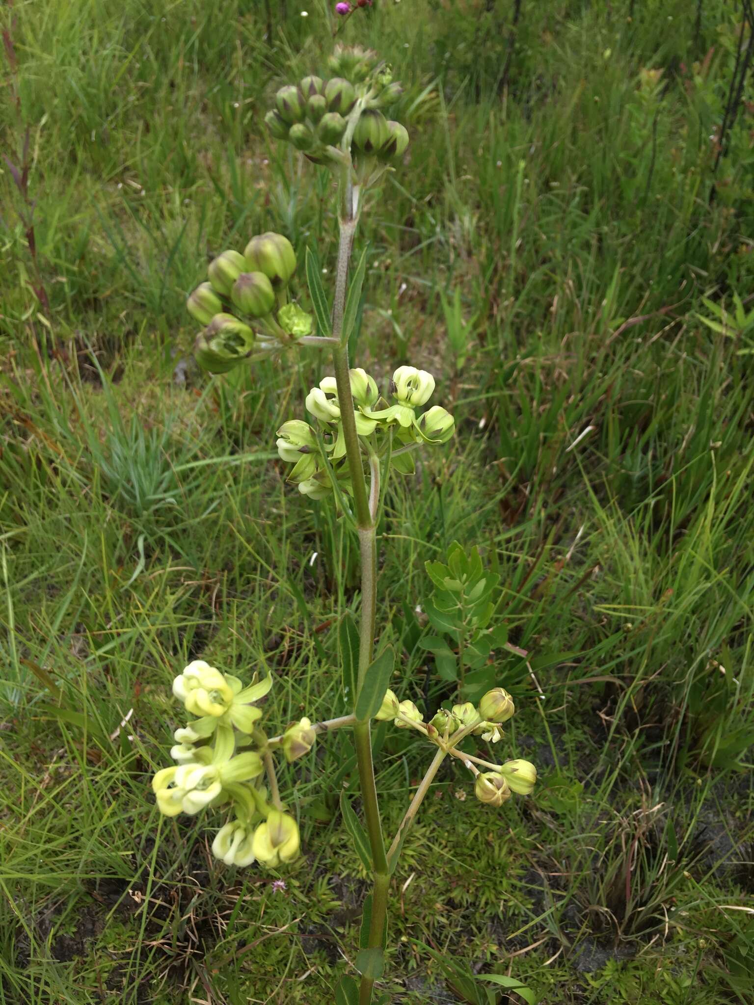 Imagem de Asclepias connivens Baldw. ex Ell.