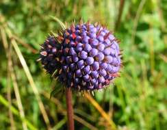 Image of Devil’s Bit Scabious