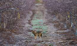 Image of Syrian jackal