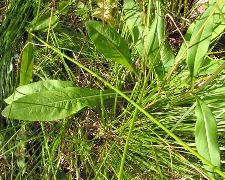 Image of Devil’s Bit Scabious