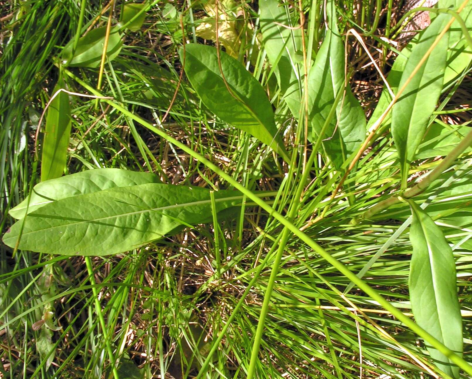 Image of Devil’s Bit Scabious