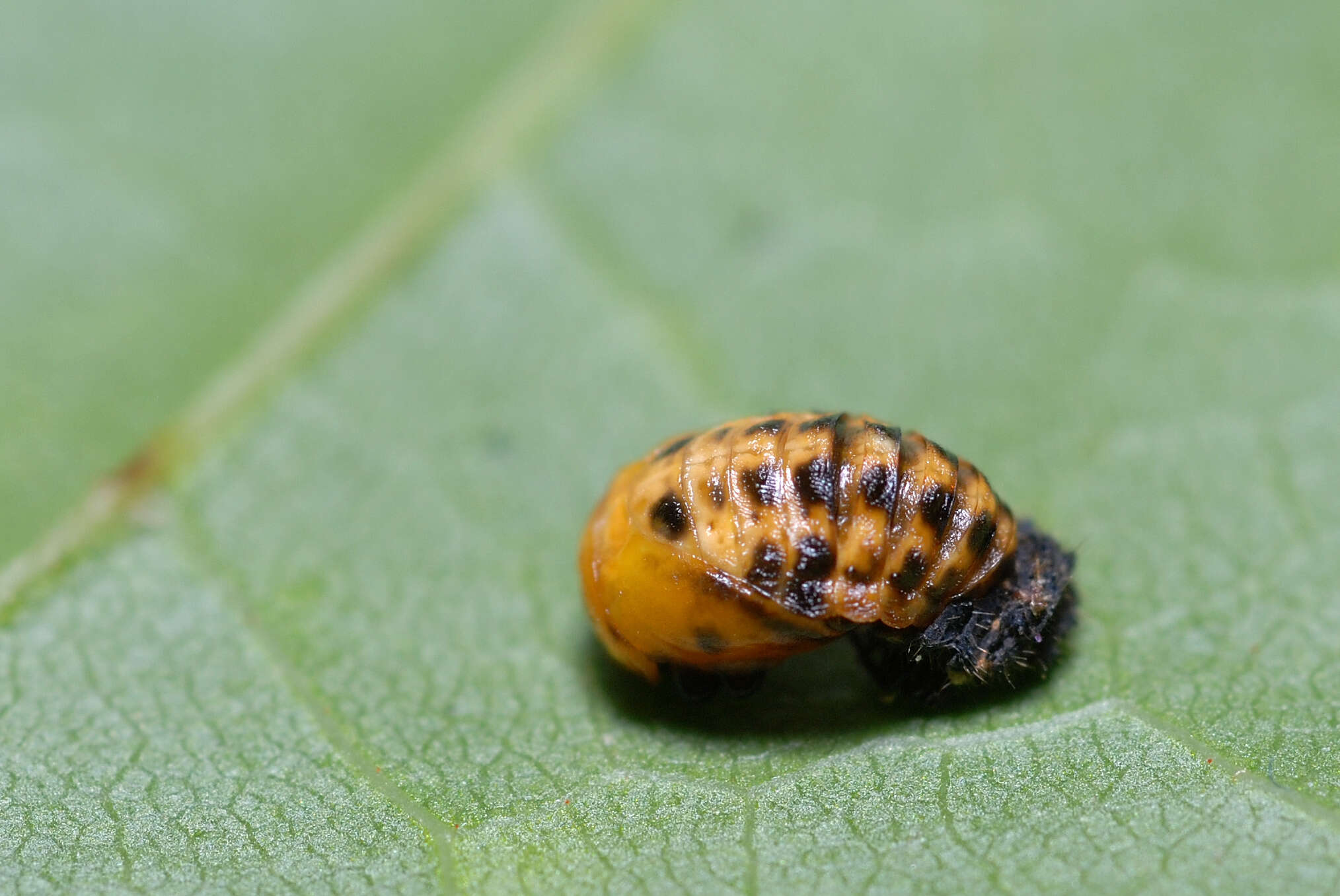 Image of hieroglyphic ladybird