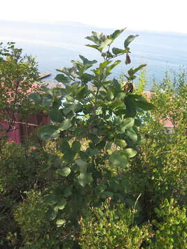 Image of Fraxinus chinensis subsp. rhynchophylla (Hance) A. E. Murray