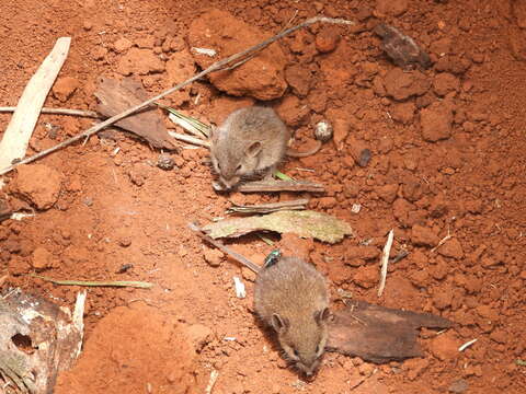 Image of Northern Pygmy Mouse