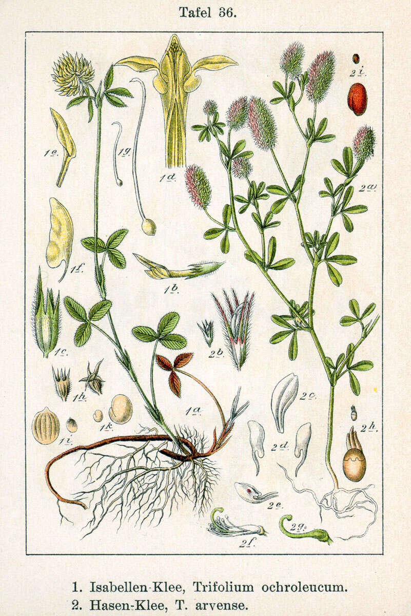 Imagem de Trifolium arvense L.