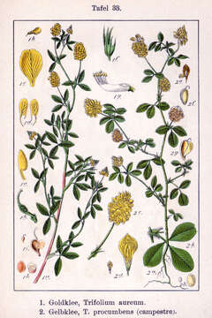 Image of field clover